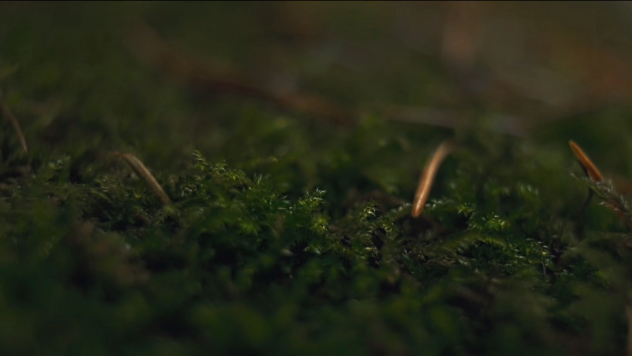Green ecosystem landscape