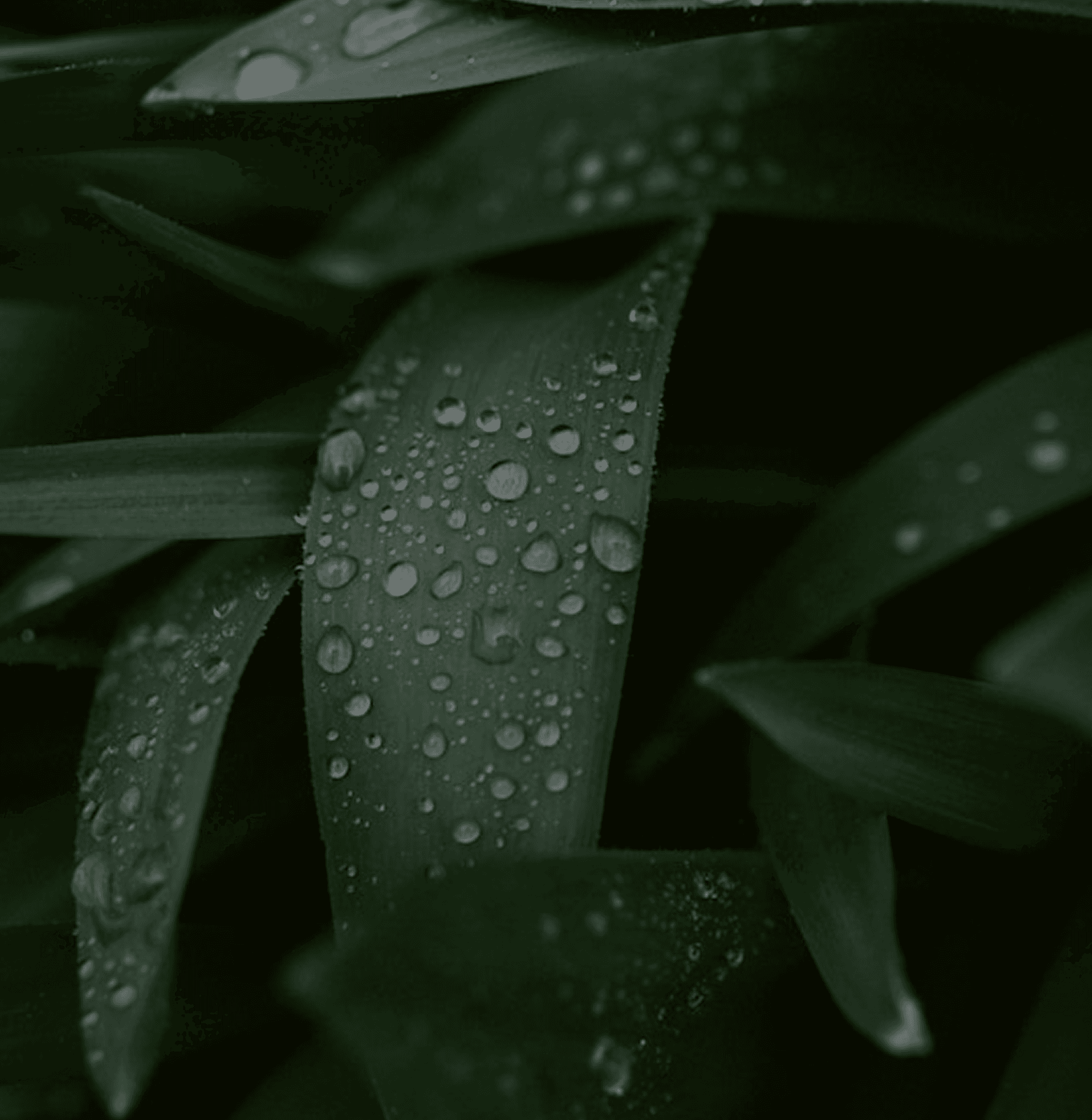 Close-up of leaves with rain drops