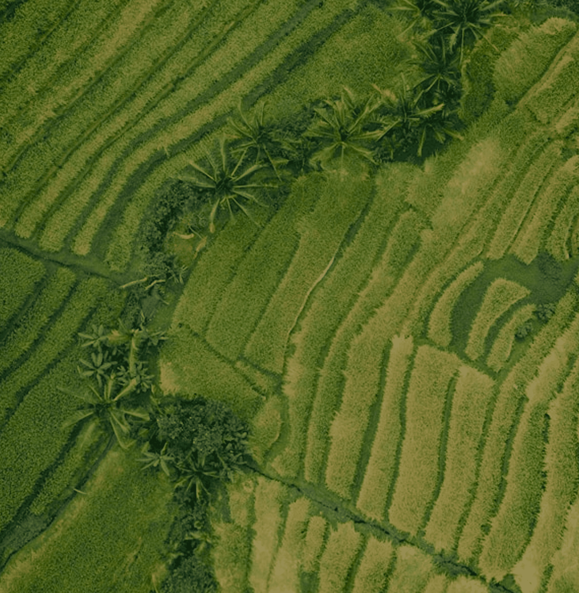 Drone view of a green field